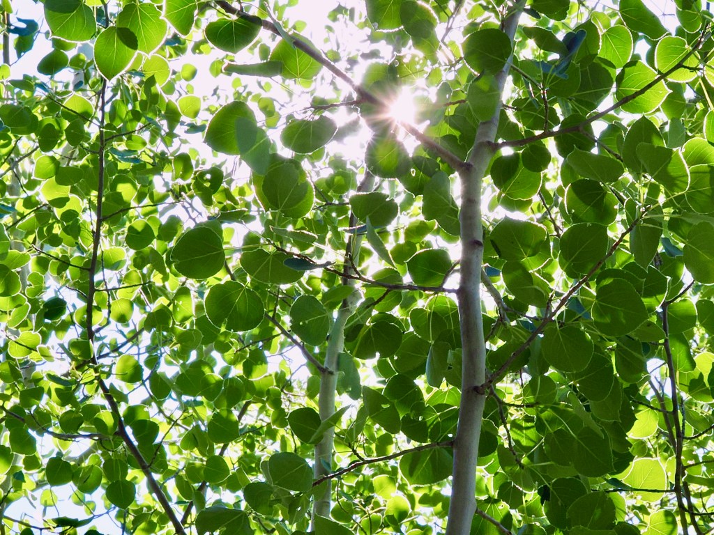green aspen leaves and sunburst