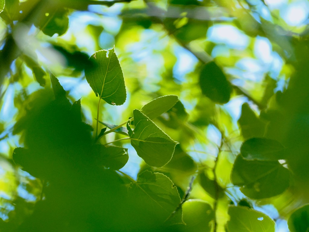 green aspens leaves in abstract