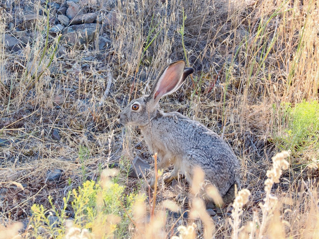 jackrabbit in grassland