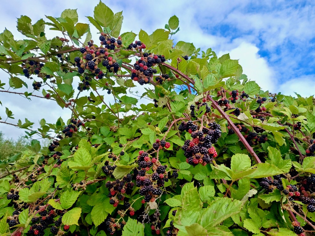 blackberry vines loaded with berries