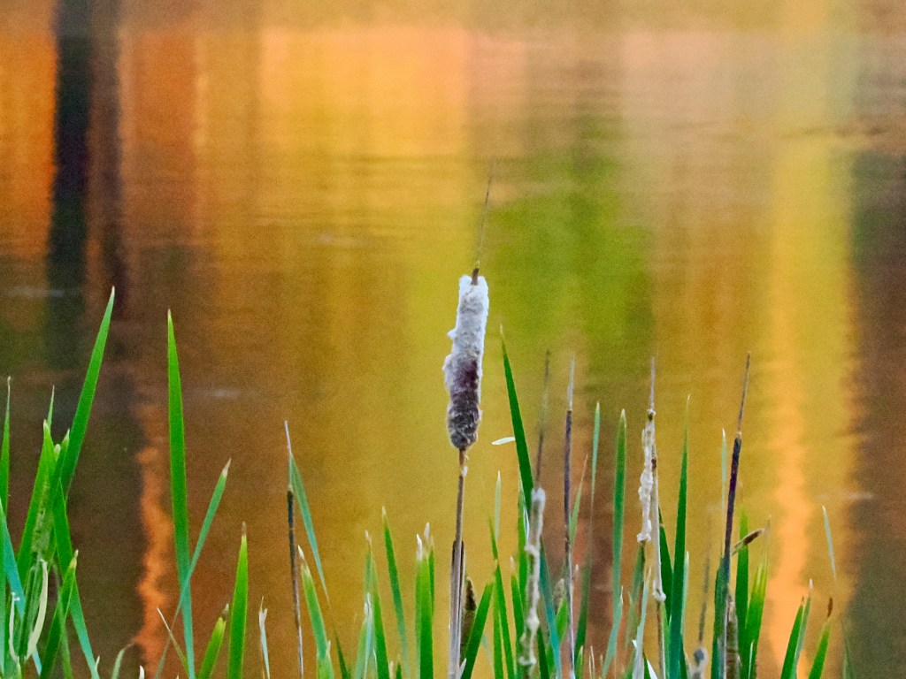 cattails in front of lake with yellow, orange and green reflections