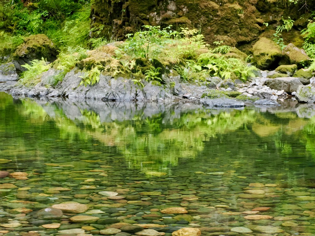 riverside ferns and grasses reflected in shallow river