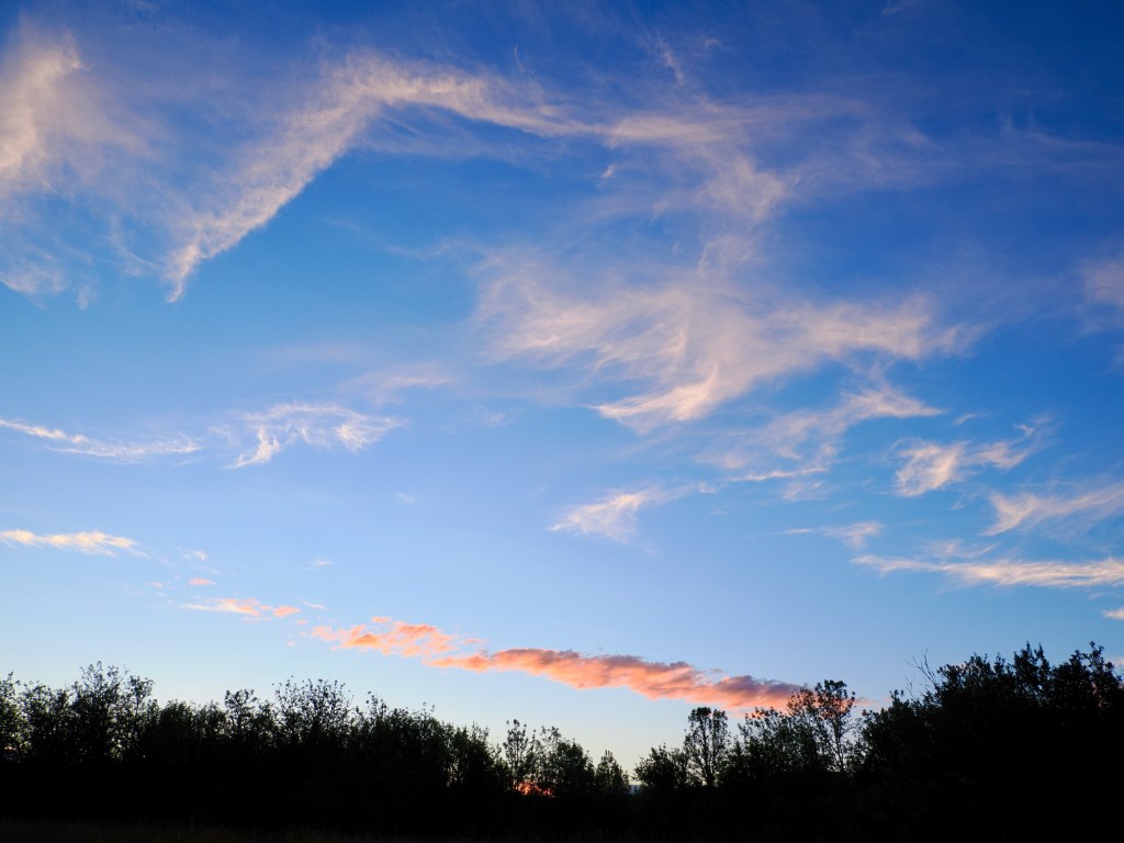 western sky after sunset; feathery white clouds in blue sky above silhouetted treetops