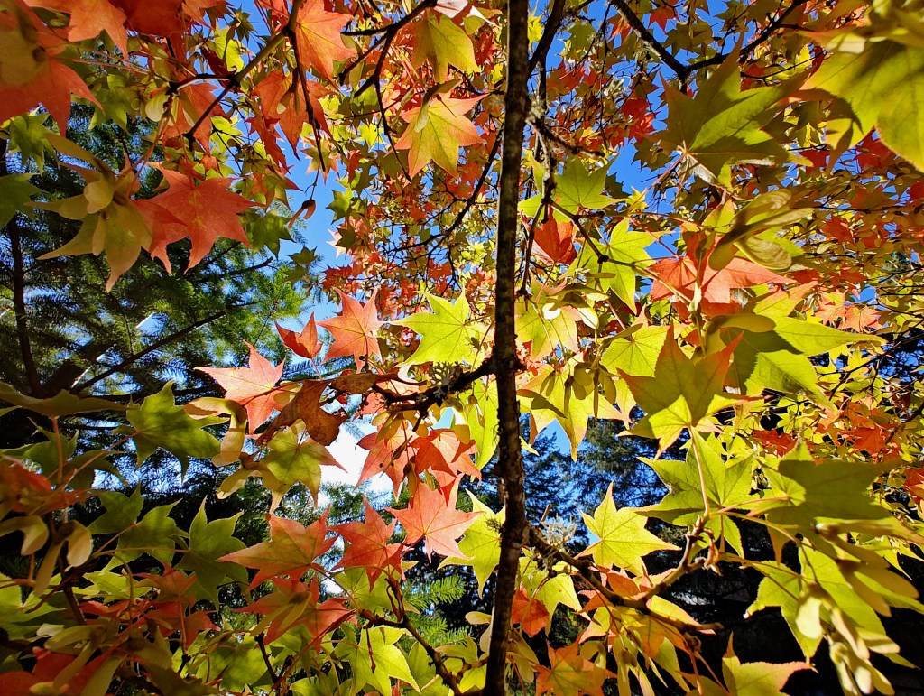 orange, yellow and green maple leaves and blue sky