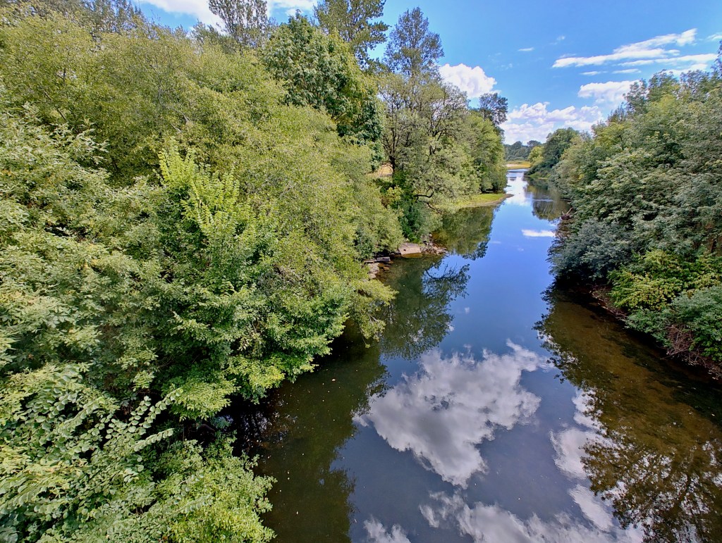 Riverside trees and reflections of white clouds in Marys River