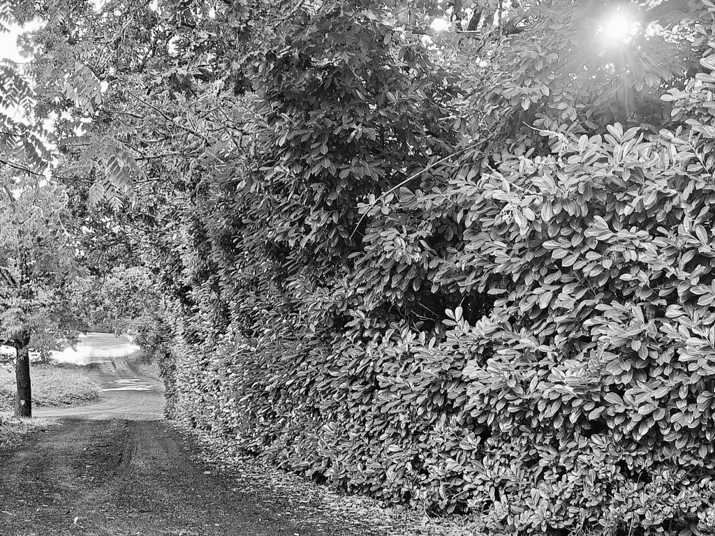 trees and dense shrubbery bordering unpaved road