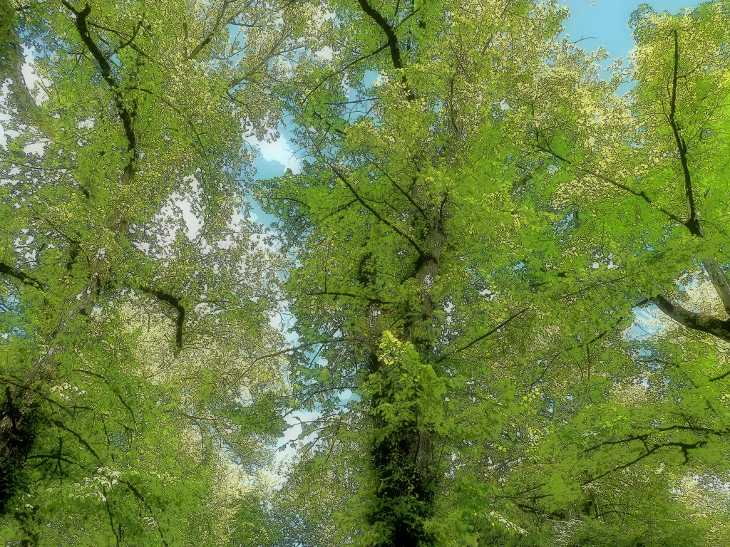 dense, leafy green trees and blue sky