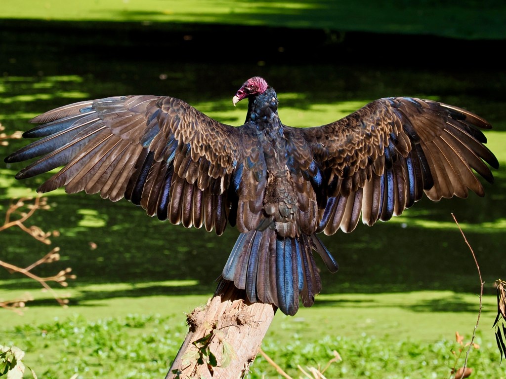 turkey vulture perched with wings spread
