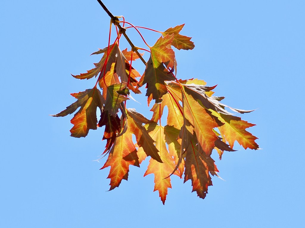 orange leaves of silver maple and blue sky