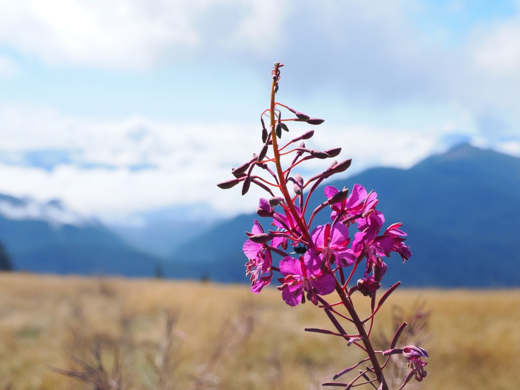 fireweed blooming in mountain meadow