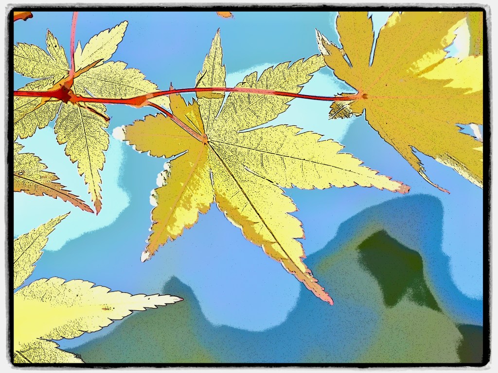 golden maple leaves against blue sky