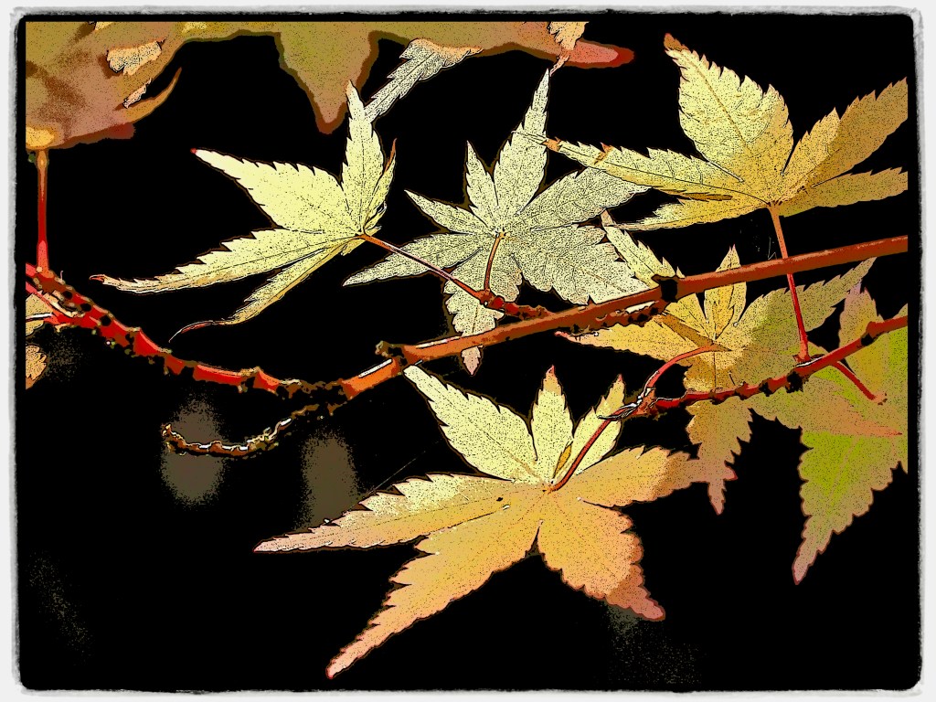 golden maple leaves on black background
