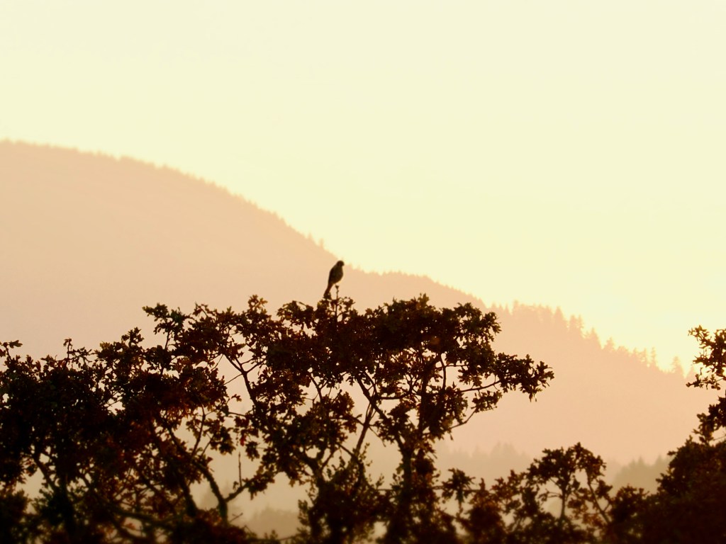 silhouette of small hawk in treetop