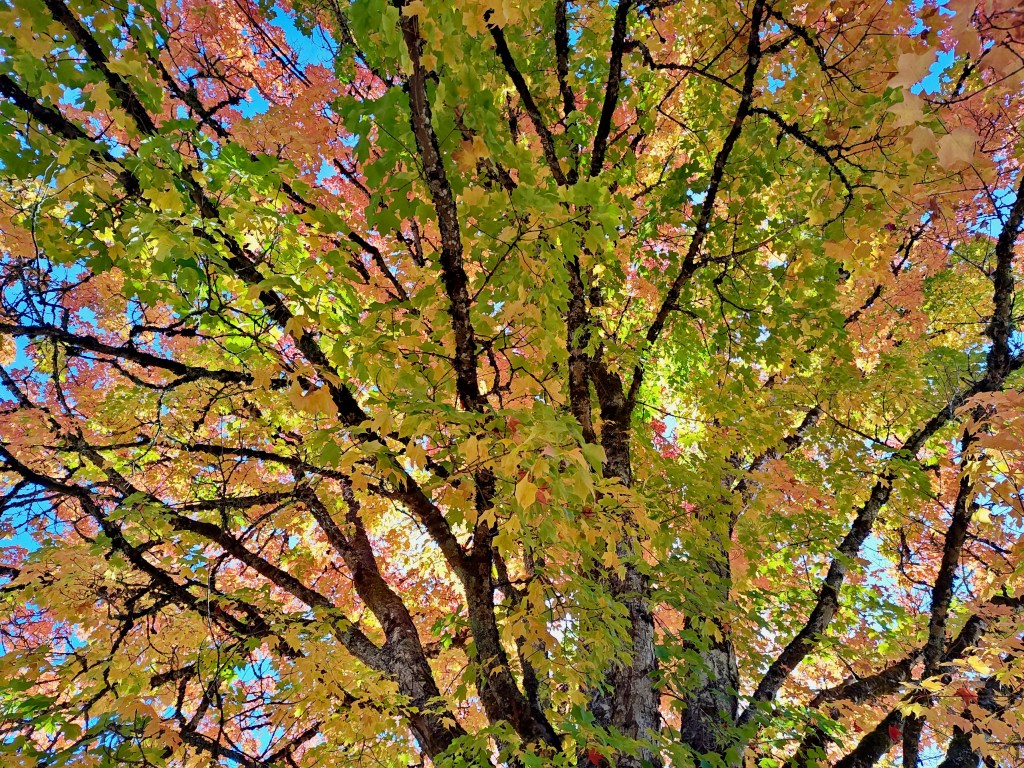 yellow, orange and green foliage on sugar maple