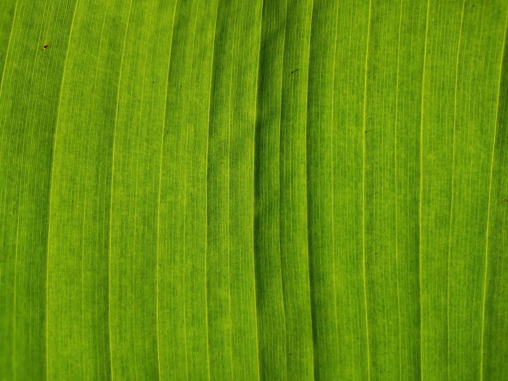banana leaf close up