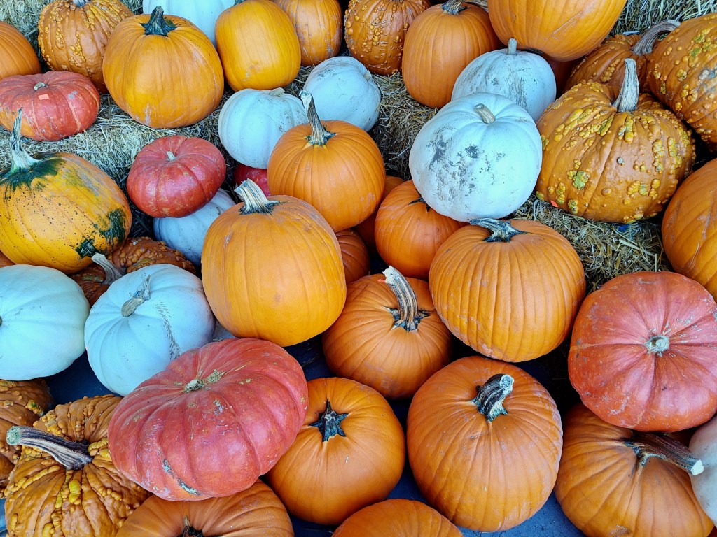 pumpkins of many colors