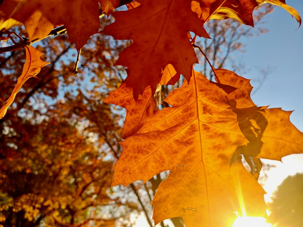 orange oak leaves and setting sun