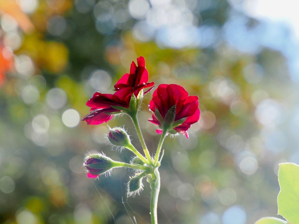 brilliant red geraniums with background of autumn colors