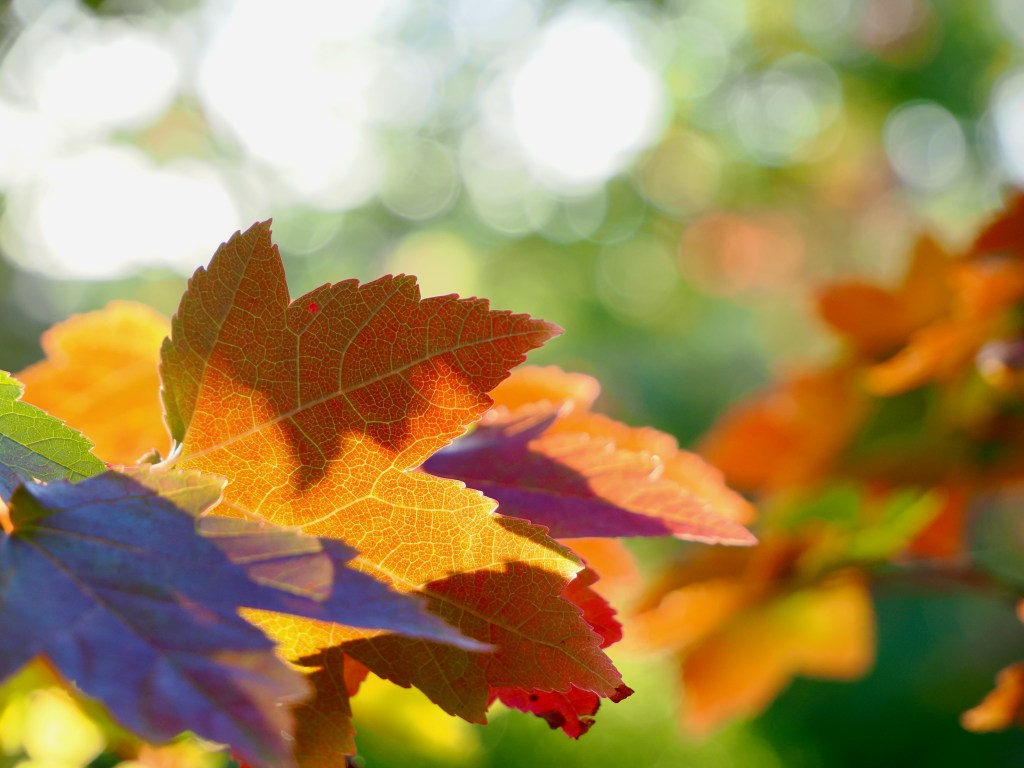 red maple leaves in autumn sunlight