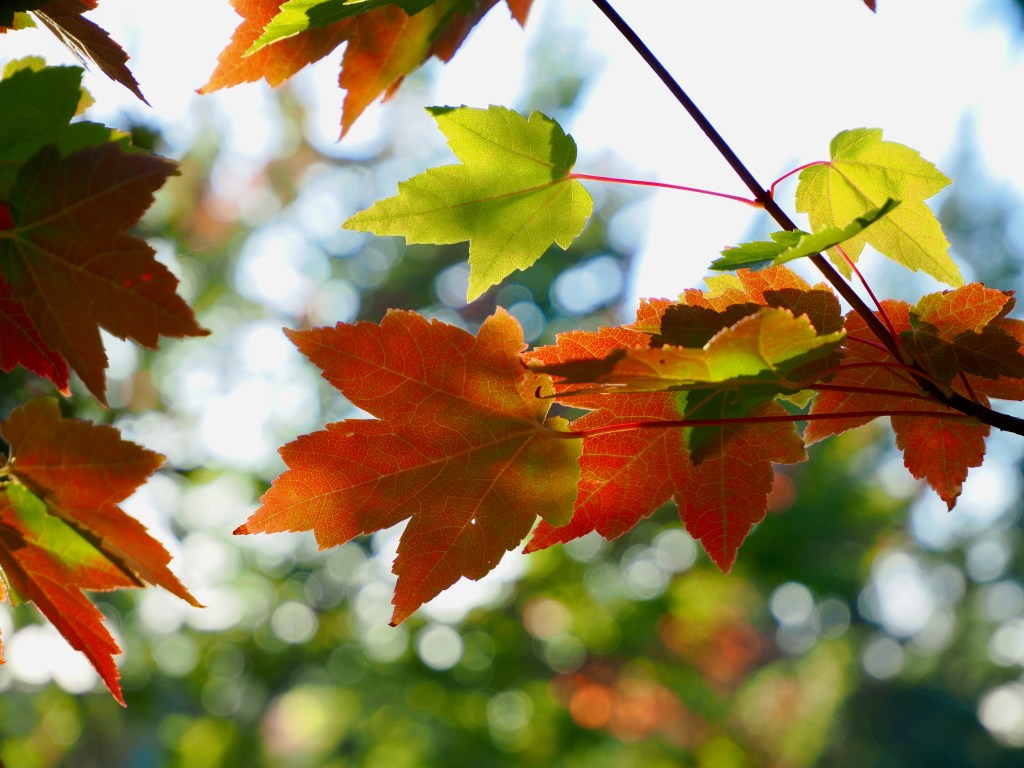orange and green maple leaves in autumn