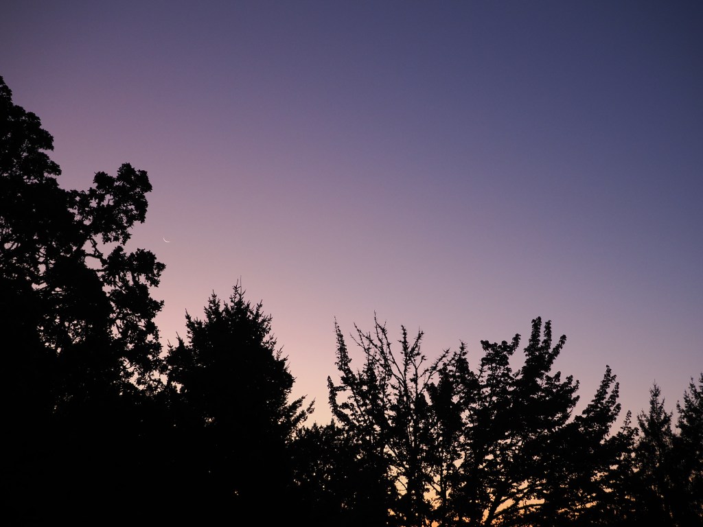 dawn sky with thin crescent moon and silhouetted treetops