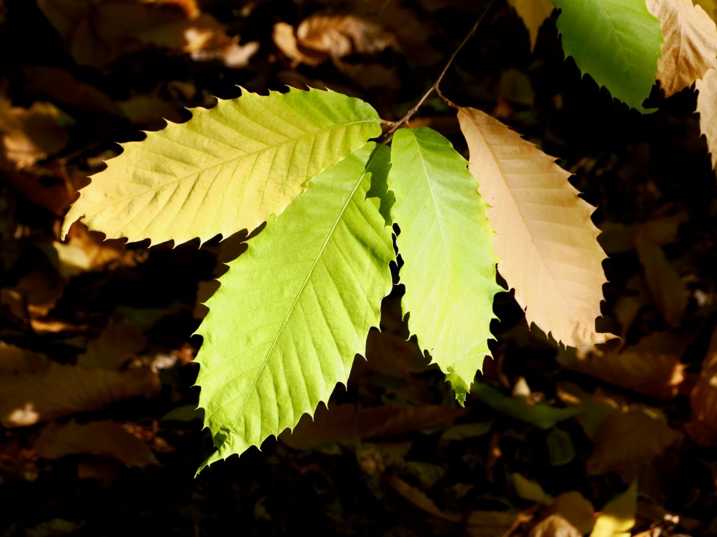 green and golden American chestnut leaves