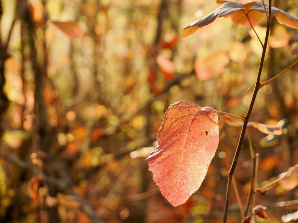 Pinkish red leaf suspended in autumn woods