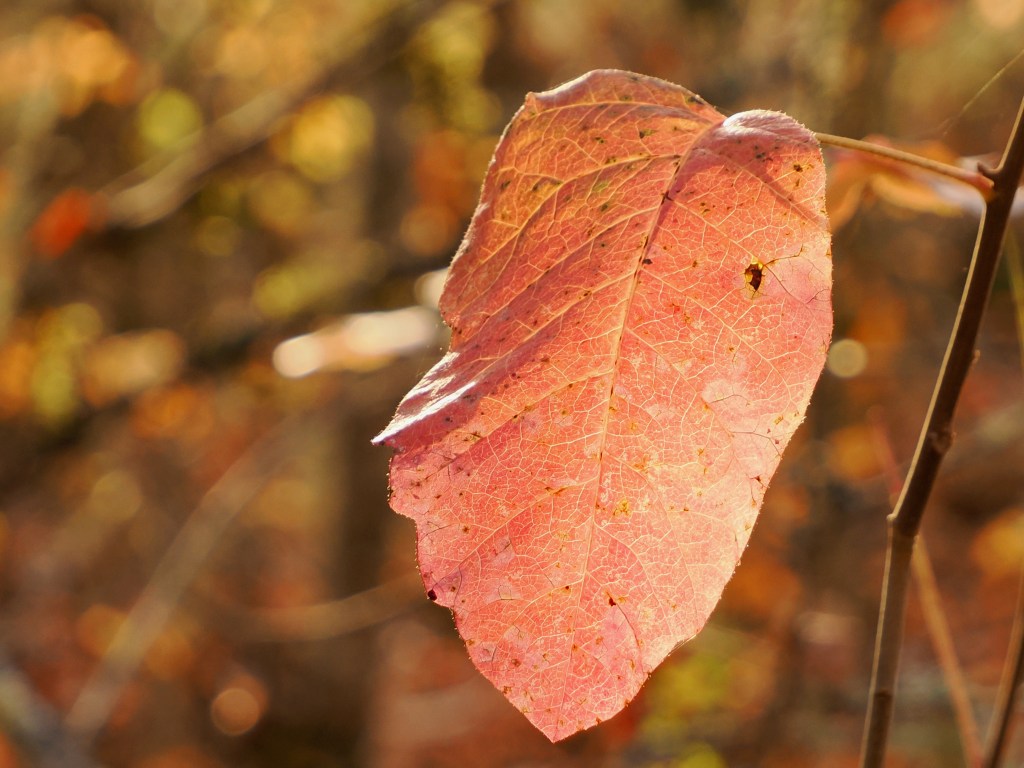 pink leaf on stem in autumn woods