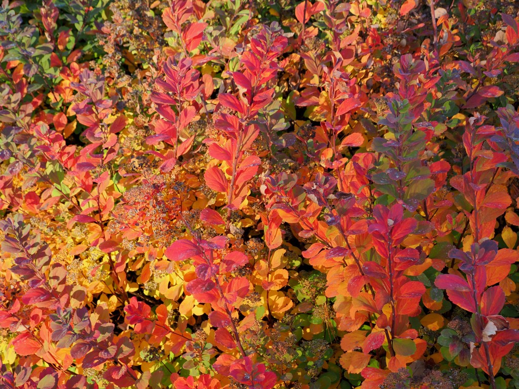 red, orange, yellow and green leaves in shrubbery